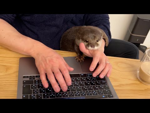 飼い主に対するカワウソの愛がわかる動画 Video showing the love of an otter for its owner.(YouTube)