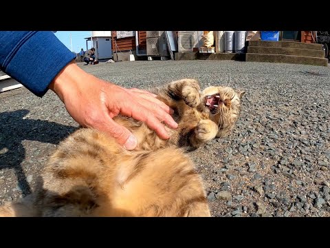 リアカーの下に猫が寝ていたので近づいてみると起きてモフられに出てきた(YouTube)