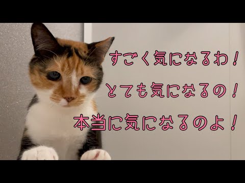 お風呂にめちゃくちゃ興味があるが興味しかない猫がかわいい！(YouTube)