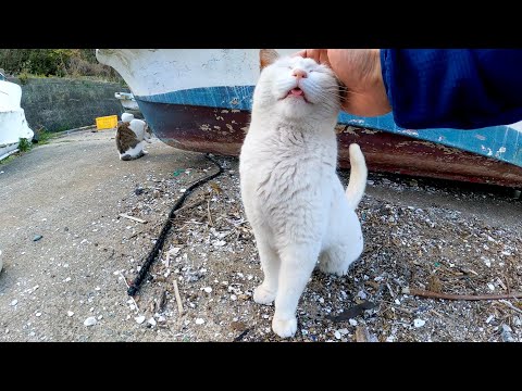 漁港で舟の下にいた野良猫を撫でると足元に擦り寄ってきてカワイイ(YouTube)
