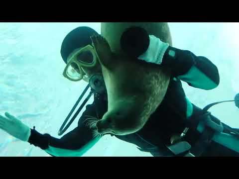 【海遊館】潜水清掃する飼育員とミゾレ（1）(YouTube)