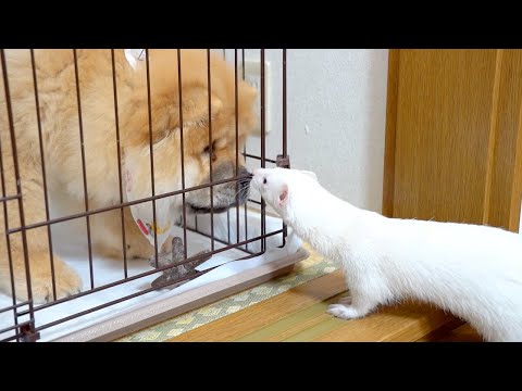 初めてフェレットを見たチャウチャウの反応がヤバすぎて、この子たちは一緒にできないかもしれない…(YouTube)