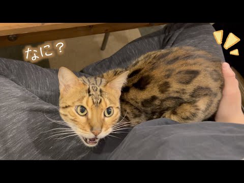降りてほしい時に限って穏やかに居座るロゼ(YouTube)