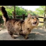 タヌキみたいなモフモフの猫が可愛い声で遊びに誘ってきた(YouTube)