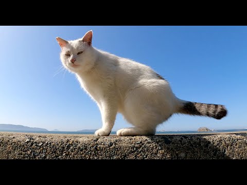 マロみたいな猫が青い海へお出掛けする(YouTube)