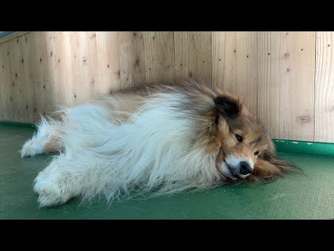 犬の散歩Live🐕🚶‍♂️🚶🚶‍♂️(YouTube)