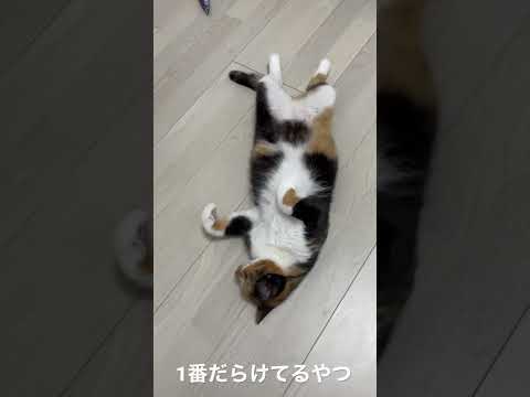 野生を完全に失った雌猫 #shorts(YouTube)