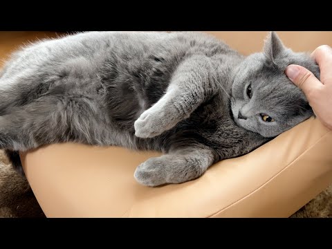 The daily life of a lazy cat …(YouTube)