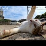 駐車場にいた猫、顔を見ると喜んでモフられにきた(YouTube)
