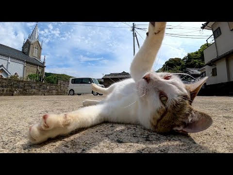 駐車場にいた猫、顔を見ると喜んでモフられにきた(YouTube)