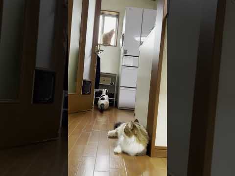 窓際に上がりたい後ろ姿がほのぼのとするちょっとブラックな猫(YouTube)