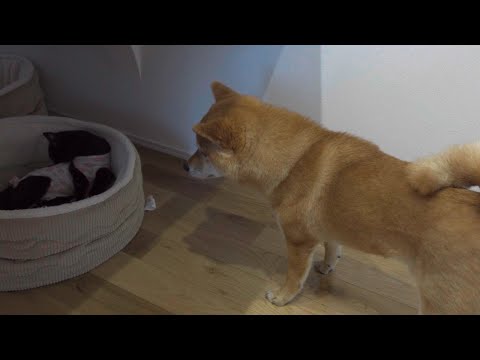 子猫が親分の寝床に…！その時柴犬は。。(YouTube)
