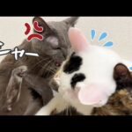 珍しく不機嫌な猫ハムちゃんがチロモモに激おこ！(YouTube)