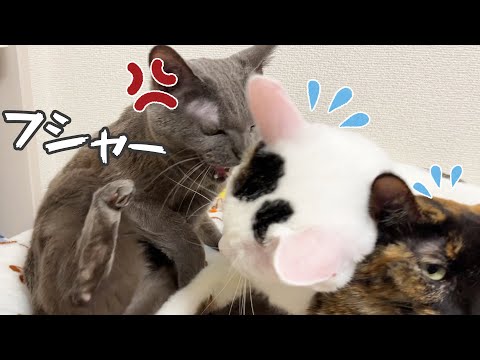 珍しく不機嫌な猫ハムちゃんがチロモモに激おこ！(YouTube)