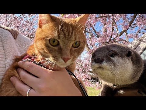 カワウソと猫が一緒にお花見に行ってきた！ otter and cat went to see the cherry blossoms together!(YouTube)