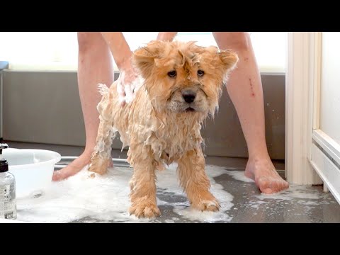 モフモフのチャウチャウをお風呂に入れたらもはや違う生き物になってしまった(YouTube)