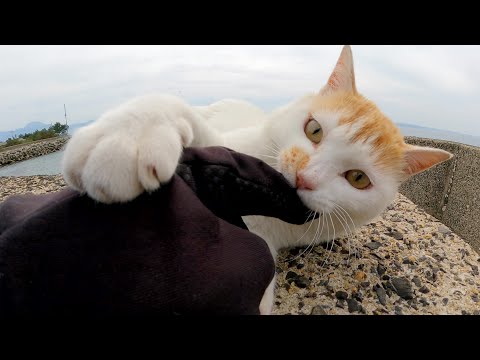 反抗期の猫と戯れようとしたら、手をボコボコに攻撃された(YouTube)