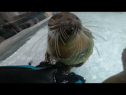 【海遊館】「北極圏」水槽の潜水清掃とミゾレ②(YouTube)