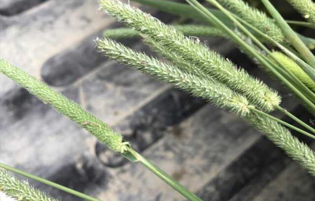 牧草ごとに違う穂（ほ）の形(ブログ)