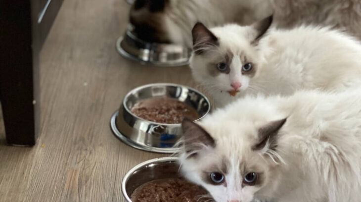 巨大な猫缶モチーフの収納ボックス付き！キャットフードのモンプチから公式ファンブックが登場(ブログ)