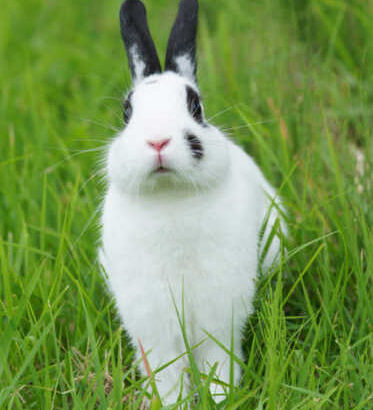 うさぎの主食は『アルファルファ牧草』でもOK？(ブログ)
