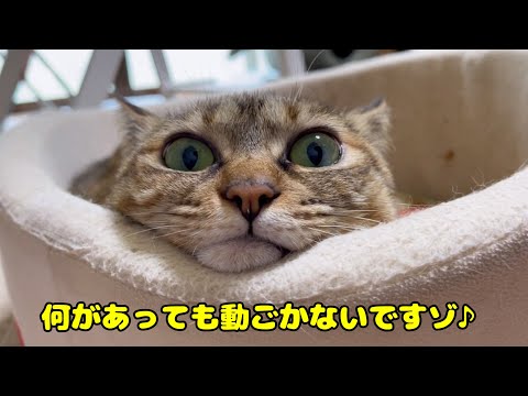 ワンコに育てられた猫は呼ぶと来てくれ返事は「ワン」になるようです♪(YouTube)