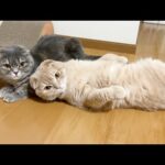 Goodbye to a round cat(YouTube)