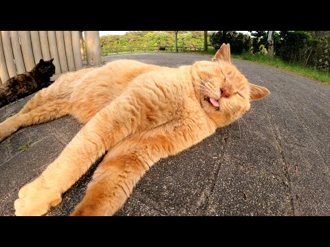 夕方の公園で老猫達がスヤスヤとお昼寝する(YouTube)