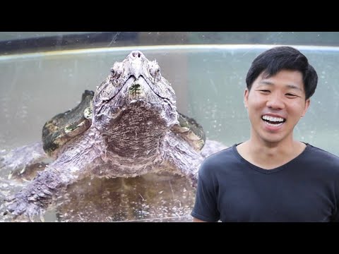【お宅訪問】鰐さん！動画に出てない子見たいです！(YouTube)