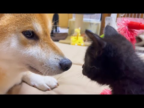 子猫とご対面中の柴犬♥疑いが確信に変わりつつある、麦わら猫(笑)(YouTube)