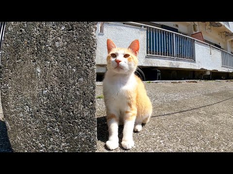 島内の謎の広場で寝ていた猫を撫でると他の猫も集まってきた(YouTube)