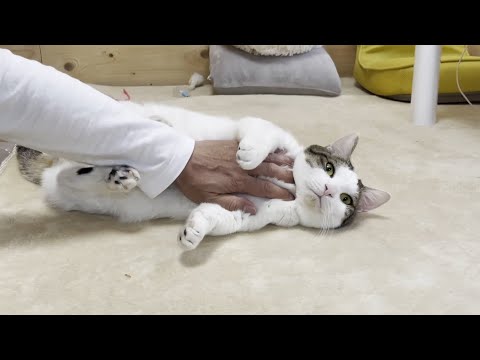 お父さんに懐きすぎる猫の休日ルーティン(YouTube)