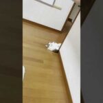 まだ猫が落ちるには少々早いですが・・・ #Shorts(YouTube)