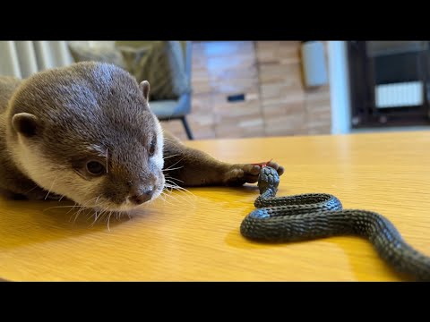 蛇おもちゃに対するカワウソと猫の反応が可愛かった！ The reaction of the otter and the cat to the snake toy was adorable!(YouTube)