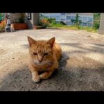 小学校の校門の前にいた茶トラ猫を撫でると他の猫も集まってきた(YouTube)
