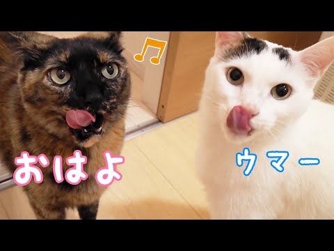 猫たちの朝のルーティンが変わりました…！(YouTube)