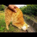 植込みの裏で寝ていた野良猫、顔を見ると起きてモフられにきた(YouTube)