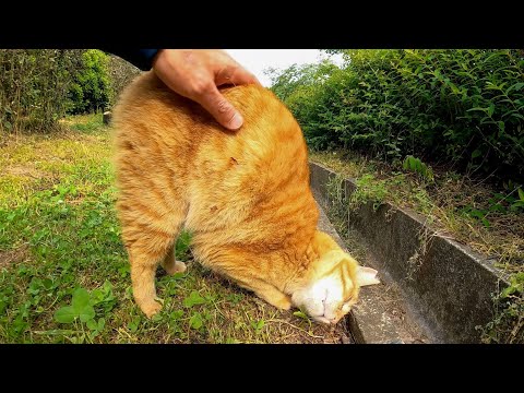 植込みの裏で寝ていた野良猫、顔を見ると起きてモフられにきた(YouTube)