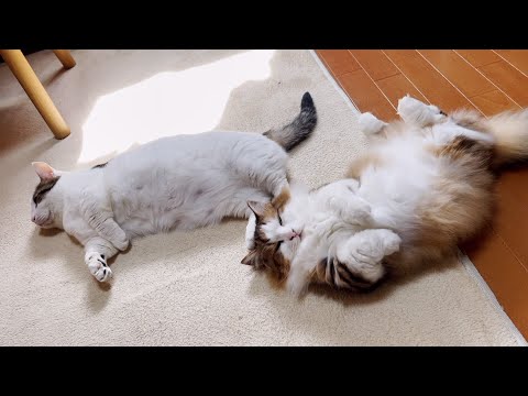 落ちてる猫を見て慌てて自分も落ちる猫(YouTube)