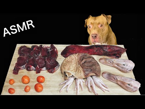 最強にかわいいピットブルが家鴨の頭を豪快に噛み砕く咀嚼音【閲覧注意ASMR】(YouTube)