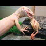 白いオオトカゲがヒヨコを丸呑み出来る様になりました！(YouTube)