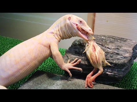 白いオオトカゲがヒヨコを丸呑み出来る様になりました！(YouTube)