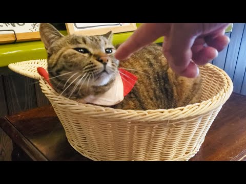 チェックアウトのお客様をフロントでお見送りする見習い猫女将(YouTube)