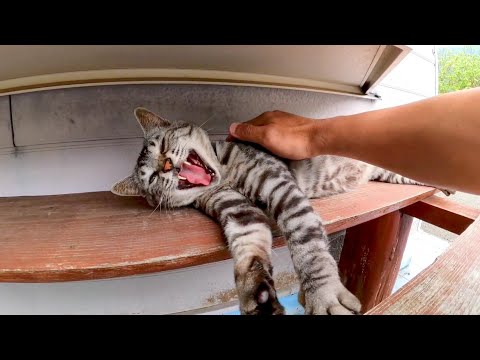 外のベンチで休んでいた猫駅長さんを撫でる(YouTube)