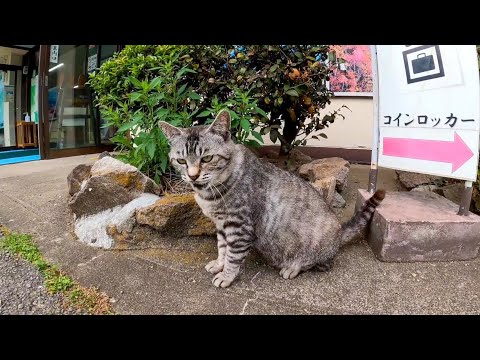 猫駅長さん休憩時間終わったんで一旦駅長室に戻ってから午後の勤務です(YouTube)