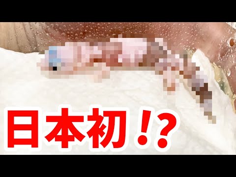 妻がとんでもないニシアフをお迎えしてきた！【日本初入荷】(YouTube)
