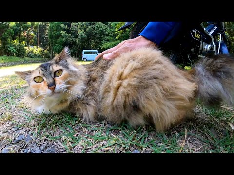バイクに戻ってきたらフワフワ長毛猫が待っていた(YouTube)