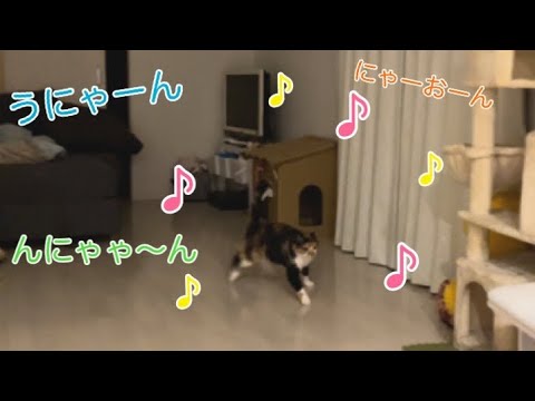 メス猫ちゃんの一人遊びをモニタリング♪(YouTube)