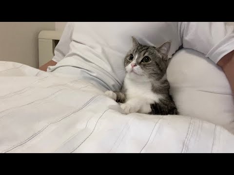 ベッドでアニメを見てたら隣に座って参加してくる猫がかわいすぎた笑(YouTube)