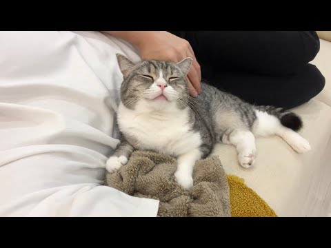 久しぶりに飼い主と再会した猫が嬉しすぎてこうなりました…笑(YouTube)